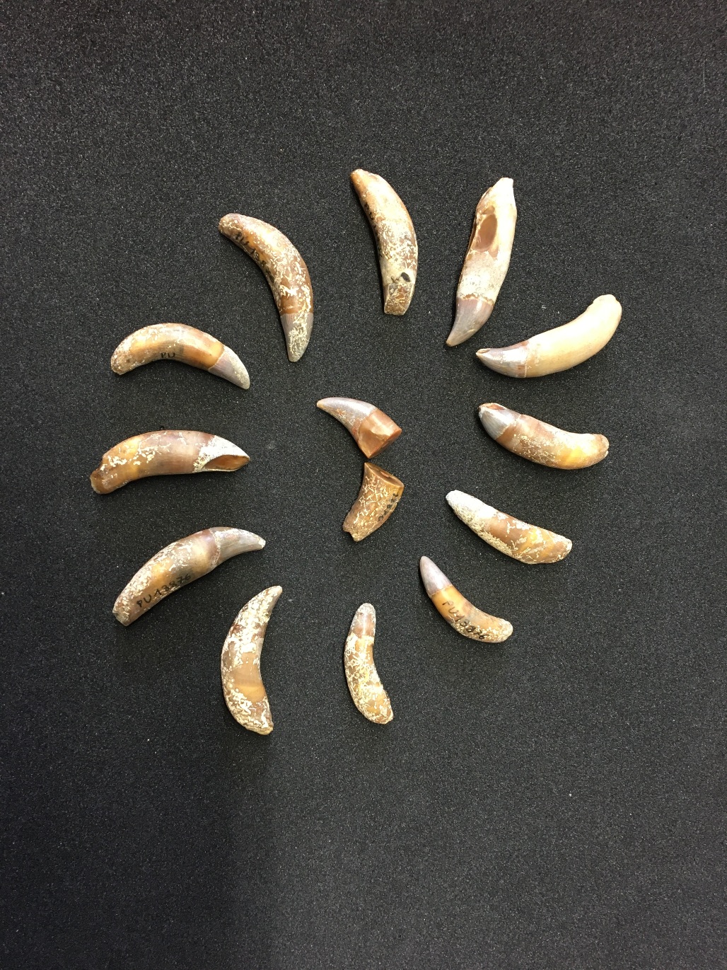 denti_delfinide