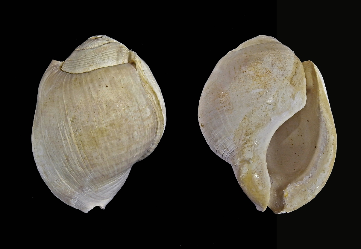Storia del  delfinide e della conchiglia di baldichieri 